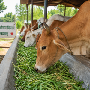 Feed Cows