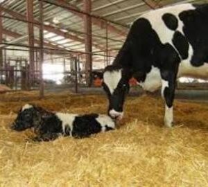 Monthly Care of Cow